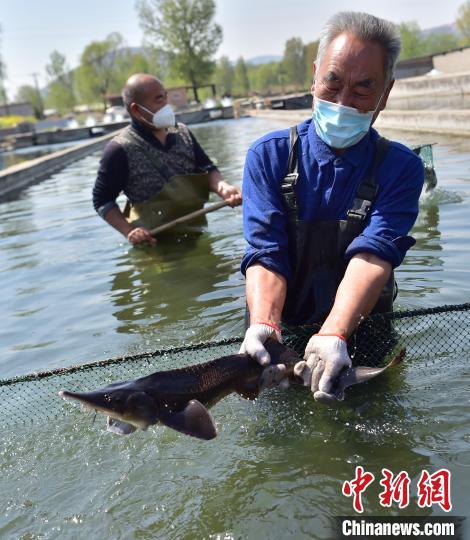 河北石家庄井陉县：特色养殖富农家