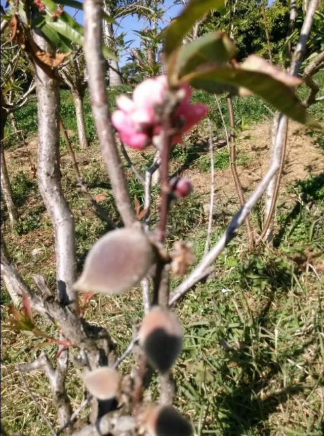 春暖花开看世界……