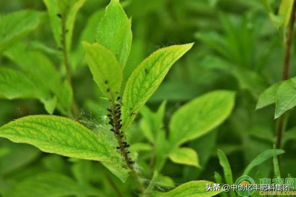 药材种植：北苍术的的栽培技术要点