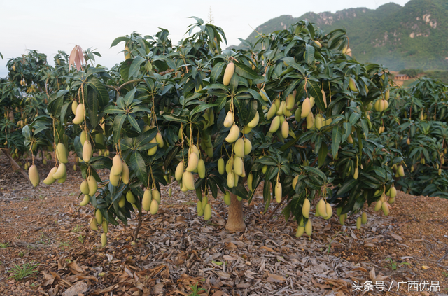 芒果种植是在什么气候呢，具体在什么地区？