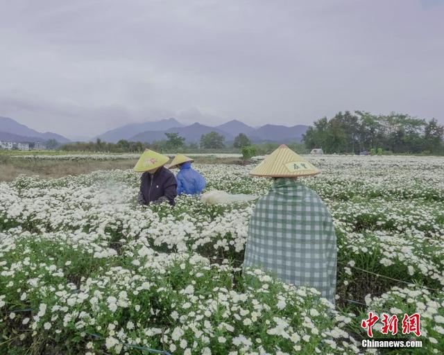 安徽休宁：万亩菊田成风景线和致富产业线