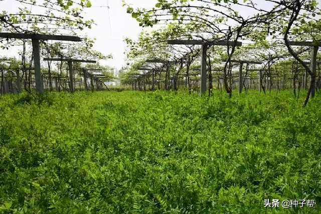 果园杂草泛滥，毛苕子成了天然除草剂，用它喂猪，5斤能长一斤肉