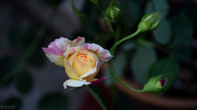 养月季多年，筛选出的10种灌木月季，适合阳台庭院，开花能力好