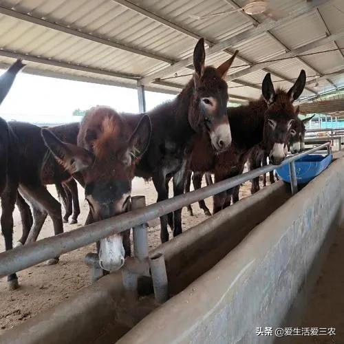 农村冷门项目—肉驴养殖，比你想象中挣钱还多，感兴趣的来看！