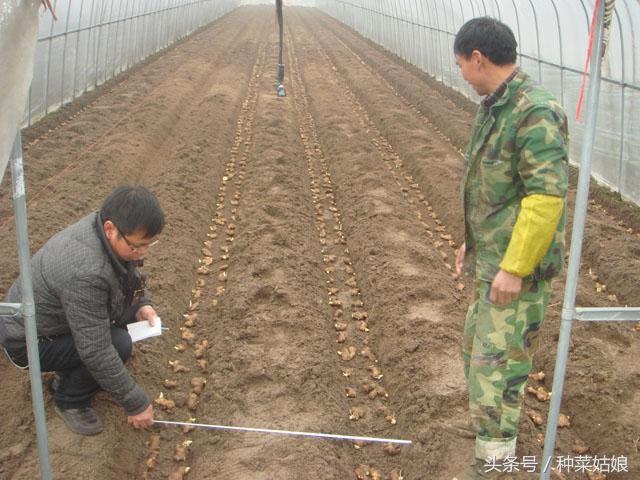 生姜种植简单又漂亮，春天赶紧在家里种几棵，再也不怕姜贵了