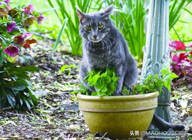 会让猫产生正面反馈的植物