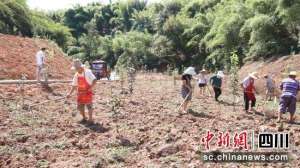 大豆的种植管理(泸州纳溪：套种种植科学管护 配角“大豆”助增收)