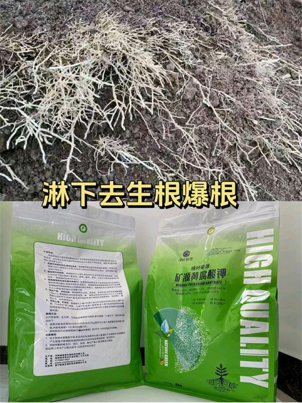 红美人用绿叶新地，果树根系好果实品质高