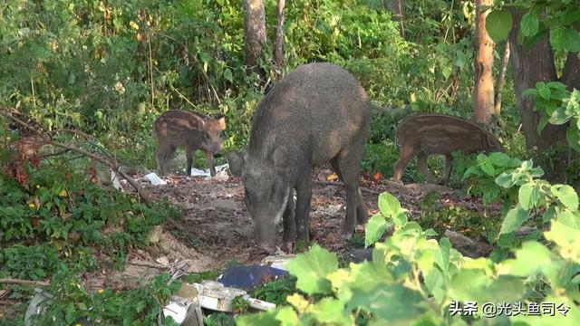 一年2胎一次12只，野猪的“好日子”快没了，网友：水都烧开了