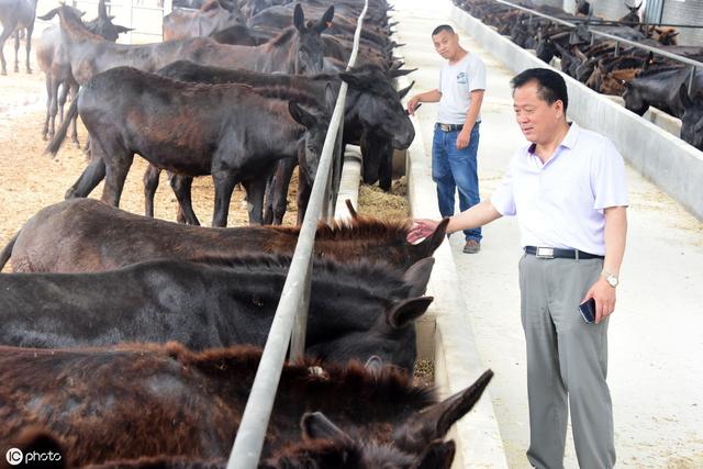 育肥肉驴小妙招，了解一些知识，养殖肉驴少走弯路