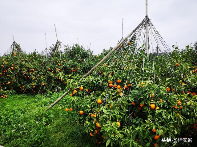 沃柑种植的土办法，拉拉绳子真的可以增产吗？