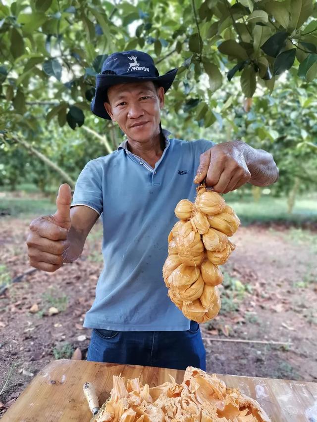 山根镇：万宁榴莲蜜，果好效益高