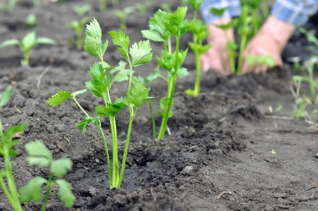 7月份北方蔬菜种植要点!