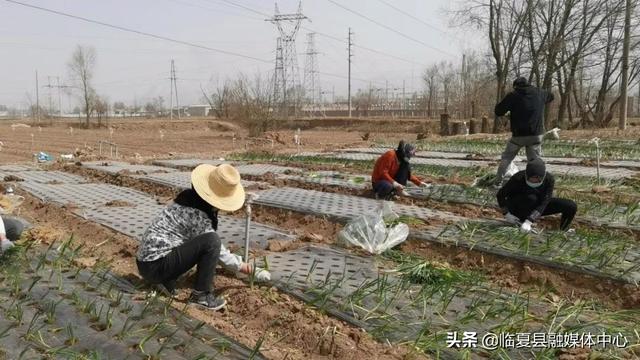 【春耕进行时】新集镇苗家村：不负春光播希望 蔬菜基地种植忙