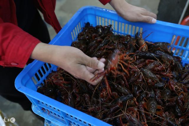 读完这篇《龙虾养殖整套流程图》想养龙虾的你，不再迷茫