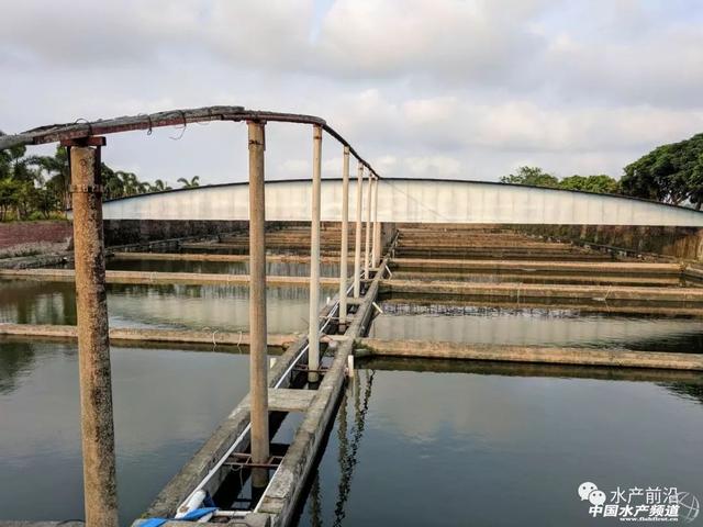 罗非鱼有回暖趋势，2-3年内市场持续走好