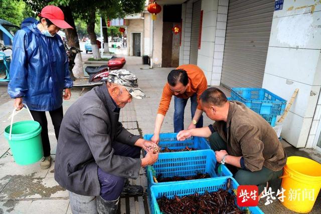 勤劳才能致富！高淳桠溪设立小龙虾收购点助农增收