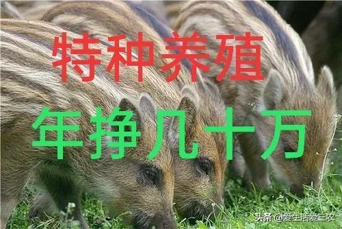 想在农村搞养殖的看过来，这些投资小、回本快的项目，值得参考！