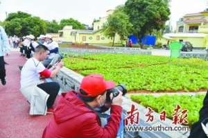 水东芥菜蔬菜种植场(打造“水东芥菜”艺术菜园)