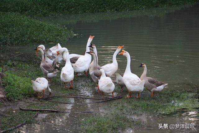 云梦秦园生态养殖家庭农场生态宜人