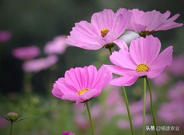 铭途农业：种波斯菊要掌握几个要领，学会才能种植成功，快点收藏