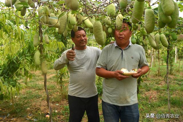 容易被误会的水果，名叫八月瓜，安徽农民引进种植，成当地宠儿