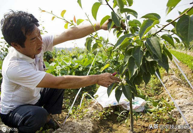 枯草芽孢杆菌用的好，在改良土壤、防治病害、作物增产是个宝