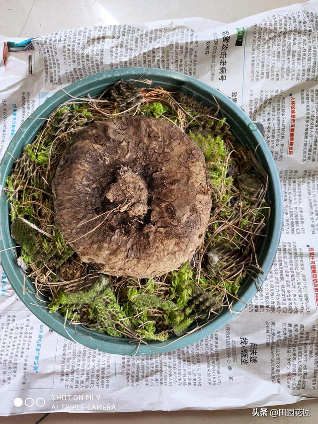 山乌龟，种上一盆，轻轻松松打造植物墙，养殖超简单适合新手栽种