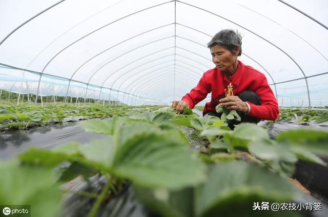 枯草芽孢杆菌用的好，在改良土壤、防治病害、作物增产是个宝