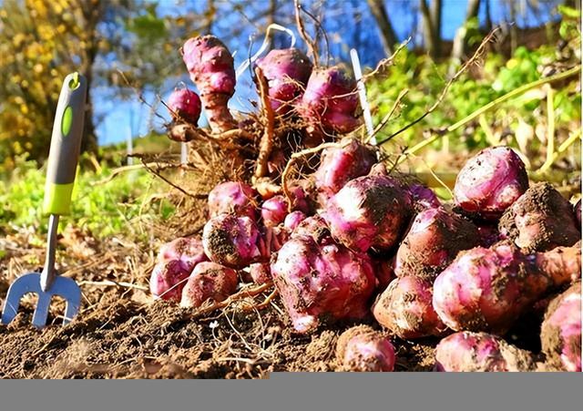 国外广泛种植，但我国大量种植，每年在国外花费50亿元很难消除吗