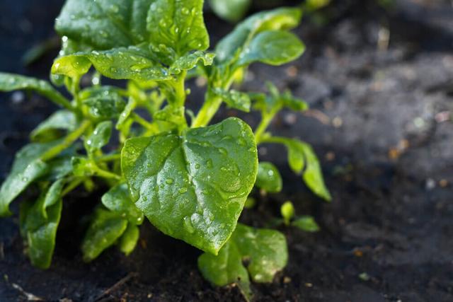 推荐8种适合新手在家种植的蔬菜