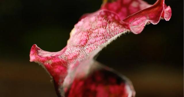 食虫植物“技能大赛”之茅膏菜、瓶子草