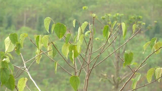 “树上油库”山上栽，一亩可种50棵，每棵价值380块，荒山套种还能增收