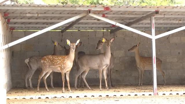 钟山区奢旮村：特色养殖蹚出致富“鹿”