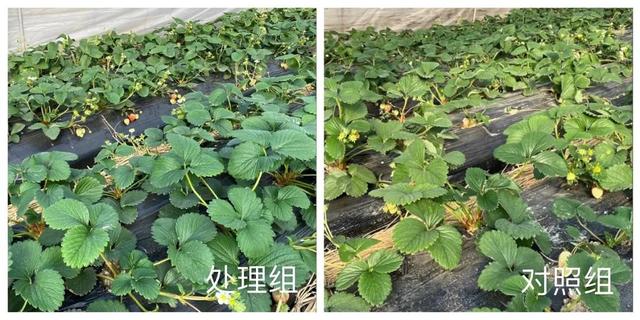 想要草莓又红又甜？宜葆营养解决方案(华东区)阶段性成果展示