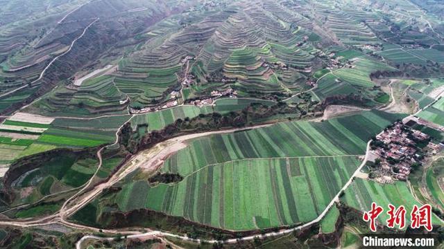 “中国薯都”甘肃定西：万亩标准化种植仿若大地绿毯