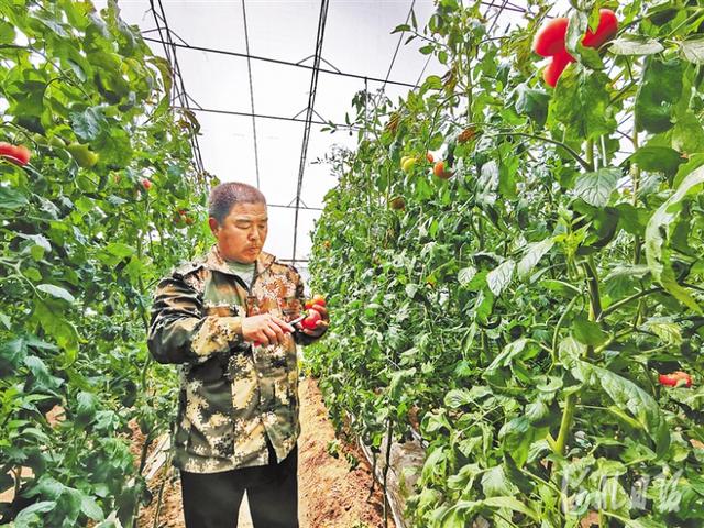 山海关忠伟蔬菜专业合作社绿色种植技术富了菜农