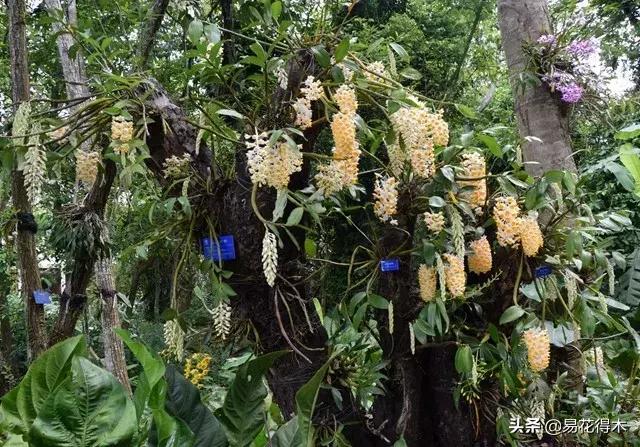 球花石斛和密花石斛的辨识区别及鉴赏