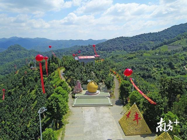 大埔：柚果飘香丰收季 农民晒出好年景