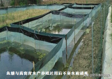 养殖场臭味氨气危害大，运用生物除臭剂技术是首选