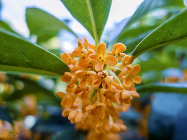 你可能没听说过的这种桂花，寿命长达1000年，需要10年才能开花