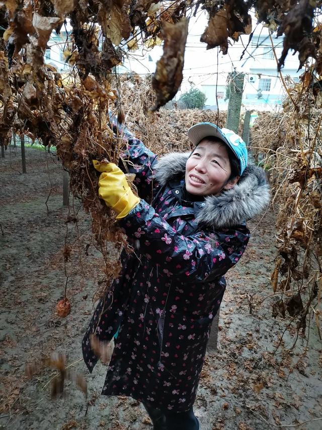 安徽安庆大观区：瓜蒌种植大户的幸福年