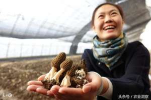 羊肚菌辨别野生和种植(90元一斤的羊肚菌，种植管理要懂这么多怪不得卖那么贵)