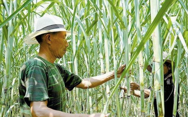 甘蔗种植注意这四点管理细节，轻松解决甘蔗不够高、不够粗的难题