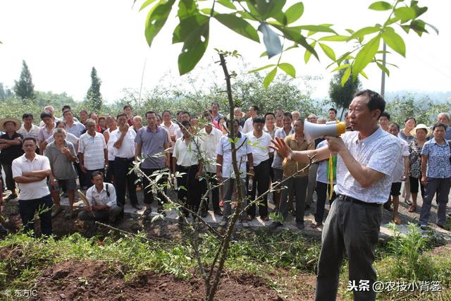 花椒种植有哪些要点方法？如何管理才能更高产？