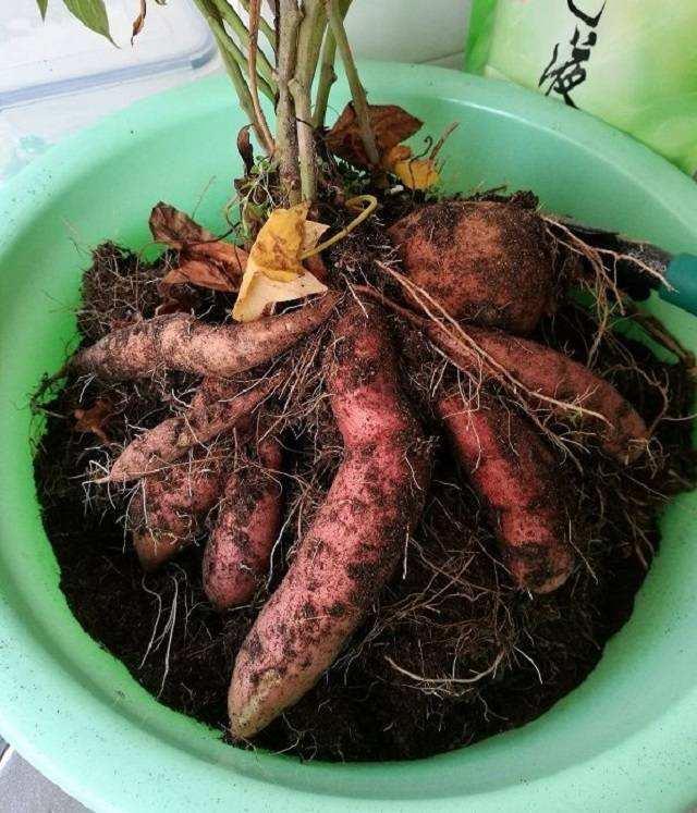 花盆里种个小红薯，100天长满盆，香香甜甜真好吃