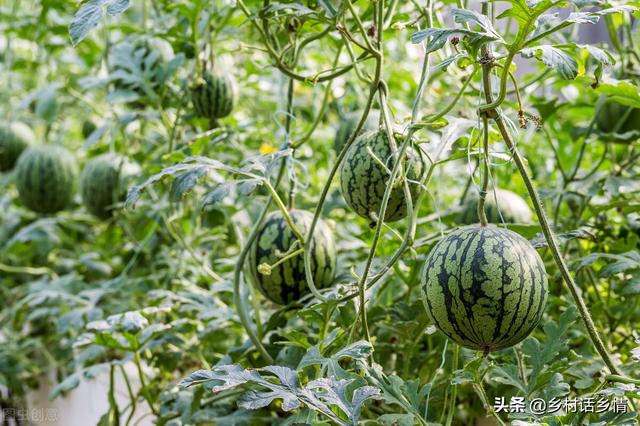 种植西瓜、黄瓜、丝瓜、甜瓜，分享给你五个秘诀，个大瓜又多