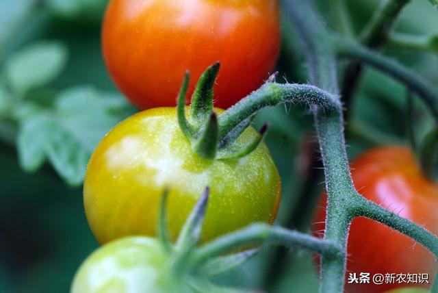 详细介绍大棚番茄高产、高品质种植技术，农户可以学一下