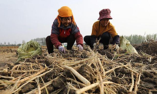 丰收无忧：10亩年产值36万，易种植，60元一斤，亩产600斤