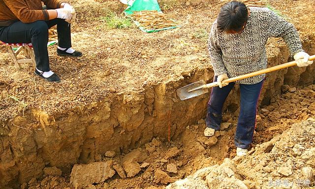 湖北神农架女子晒地窖种山药，根根顺溜光滑不沾土！还能这样种？